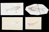 Lot: Green River Fossil Fish - Pieces #81269-2
